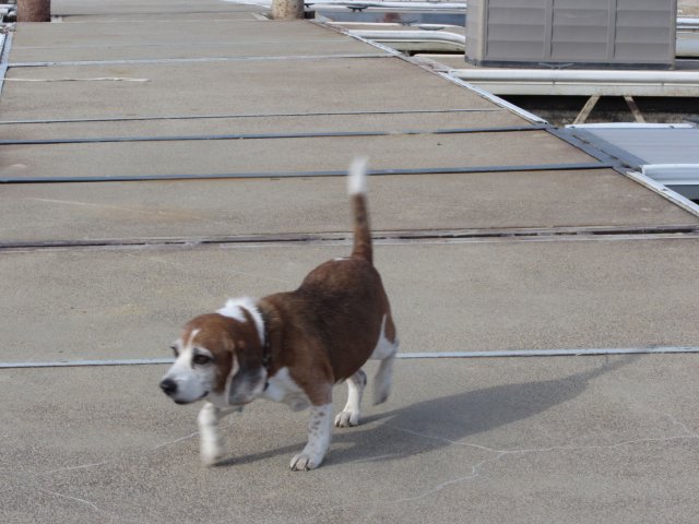 Riley 