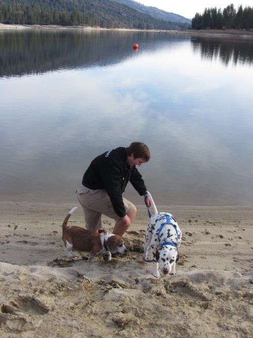 Lucky trying to pull Jonny out of the sand 