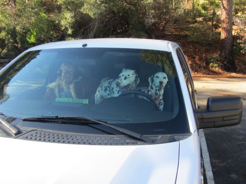 Missy and dogs 