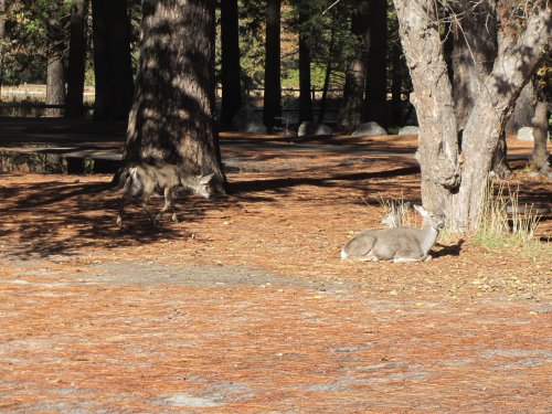 Deer at Camp Curry 