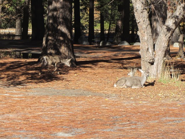Deer at Camp Curry 