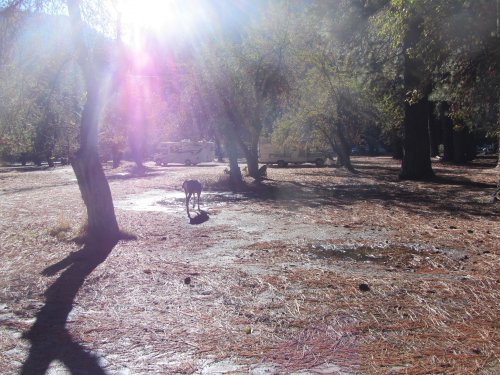 Deer at Camp Curry 