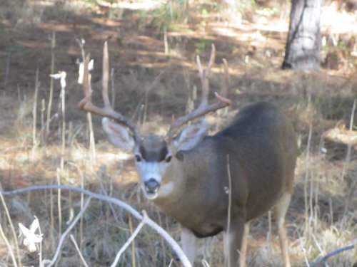 Passing a buck 
