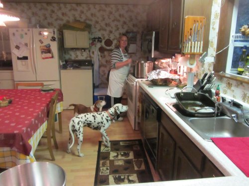 Dogs watching the Thanksgiving dinner preparations 