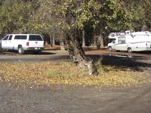 Deer at Camp Curry 