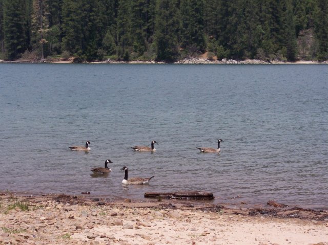 A gaggle of geese 