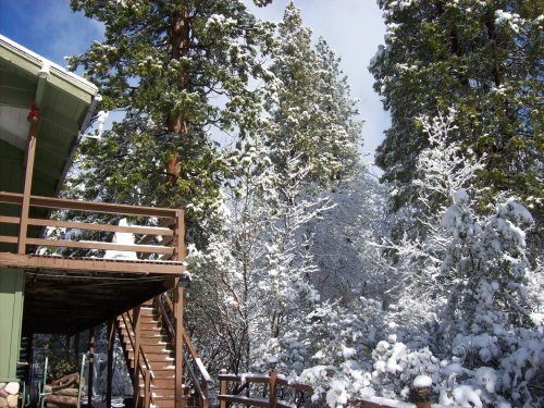 Snow amongst the trees 