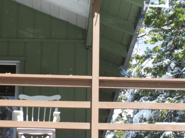 Blue Jay looking for peanuts 