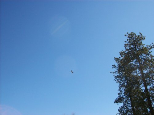 Eagle flying overhead 