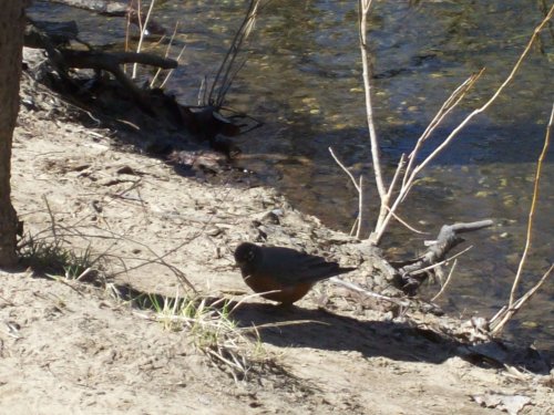First Robin  of Spring 