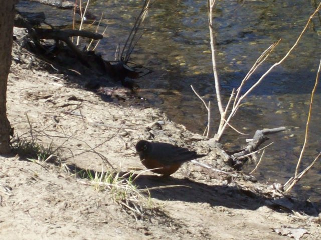 First Robin  of Spring 