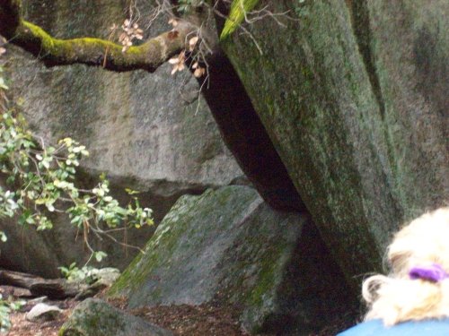 Tree growing out of rocks 