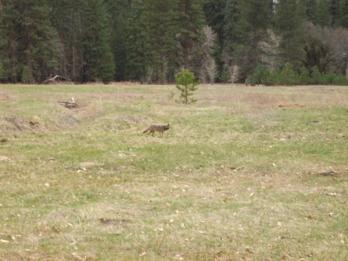 Coyote on the hunt 