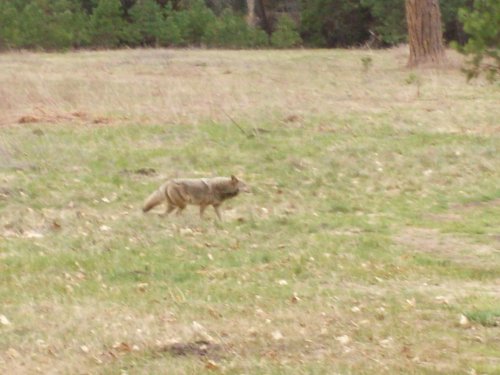 Coyote on the hunt 
