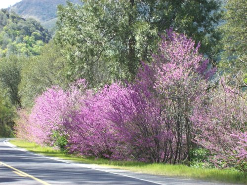 Redbud in bloom 