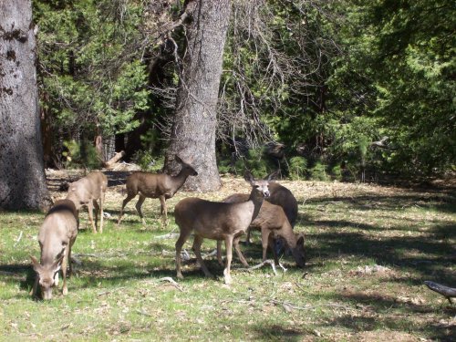 Deer on trail to Yosemite falls 