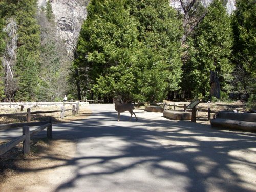 Deer on trail to Yosemite falls 