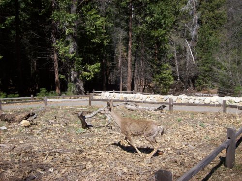 Deer on trail to Yosemite falls 