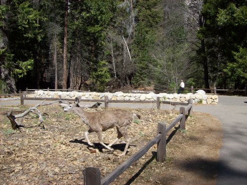 Deer on trail to Yosemite falls 