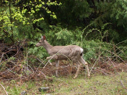 Deer posing 