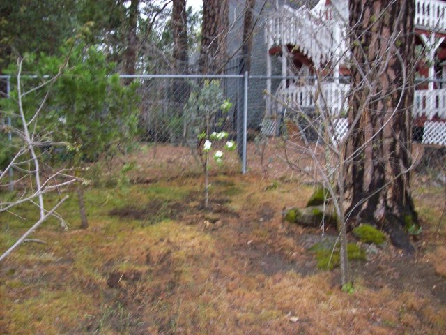 Dogwood in backyard 