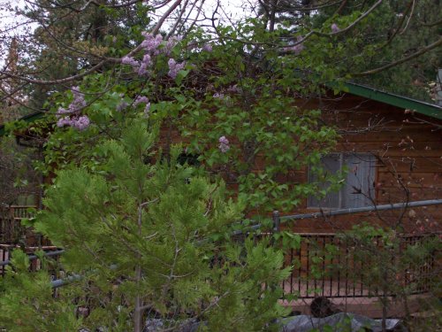 Lilac's in bloom 
