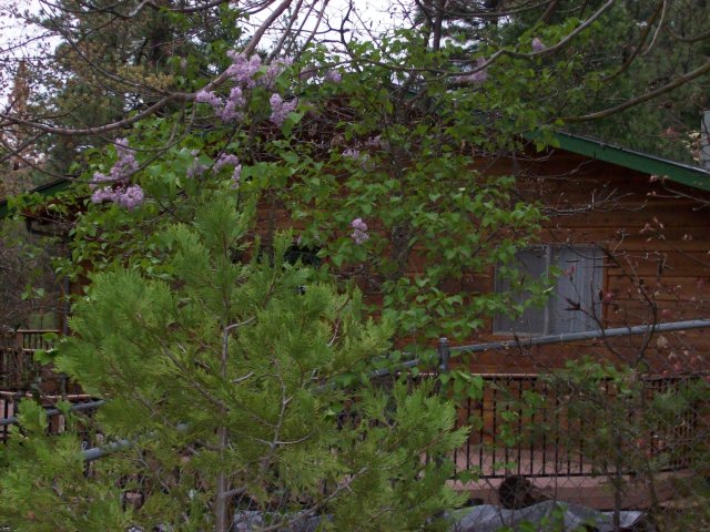 Lilac's in bloom 