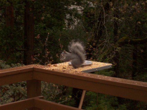 Squirrel eating on feeder 