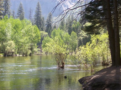 High water on the Merced 