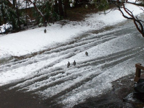 Quail in the road 