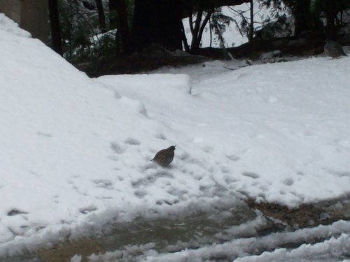 Quail in the road 