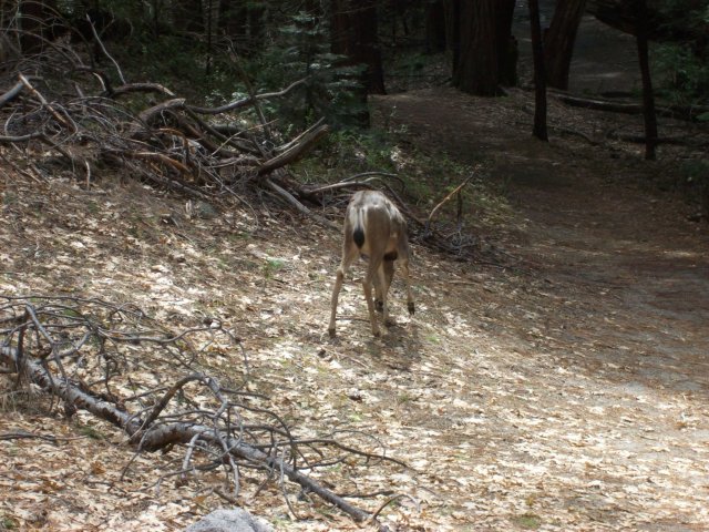 Deer in Yosemite 