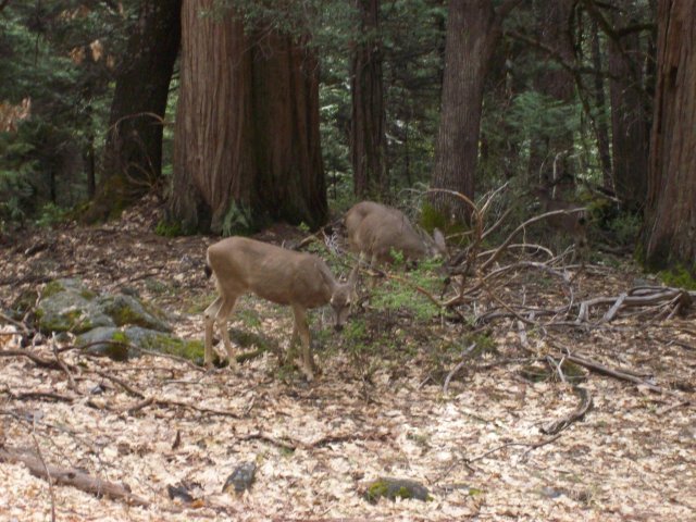 Deer in Yosemite 