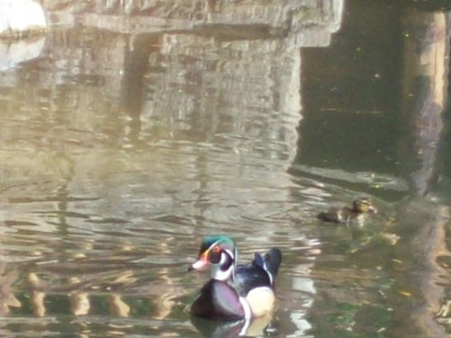 Wood Duck 