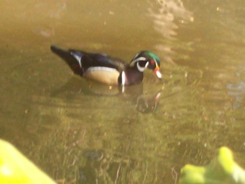 Wood Duck 