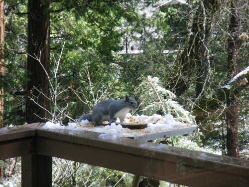 Squirrel at the feeder 