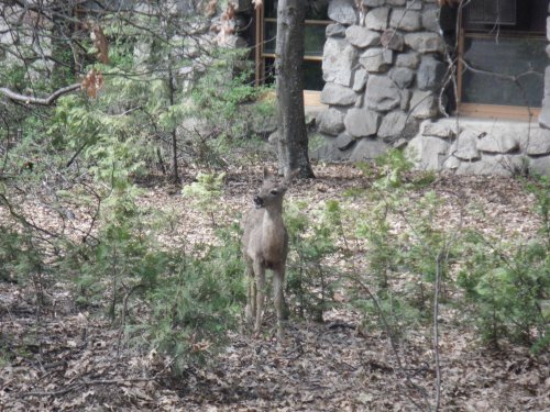Fawn by visitor center 
