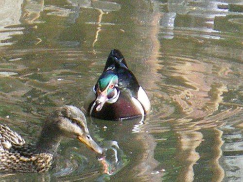 Wood Duck 