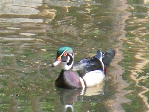 Wood Duck 