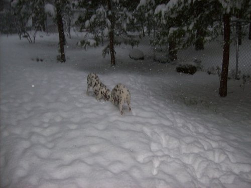 Dalmatians wrestling in the snow 