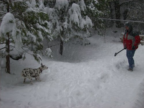 Dixie chasing Jonny 