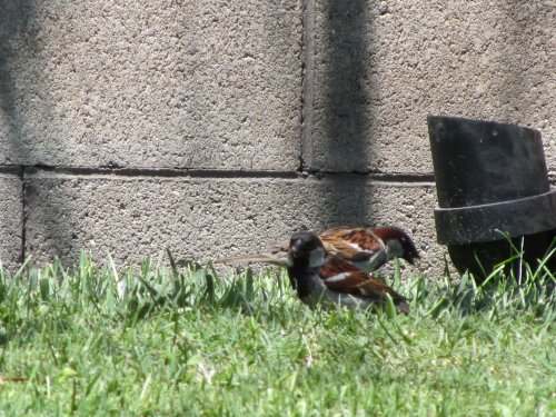 birds eating seed 