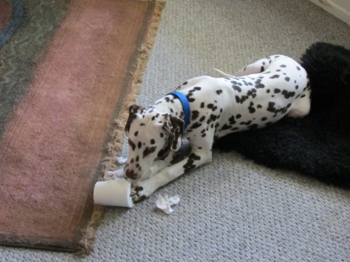 Lucky stealing toilet paper 