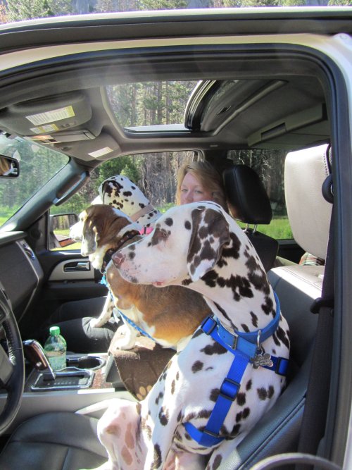 Lori and dogs in front seat 