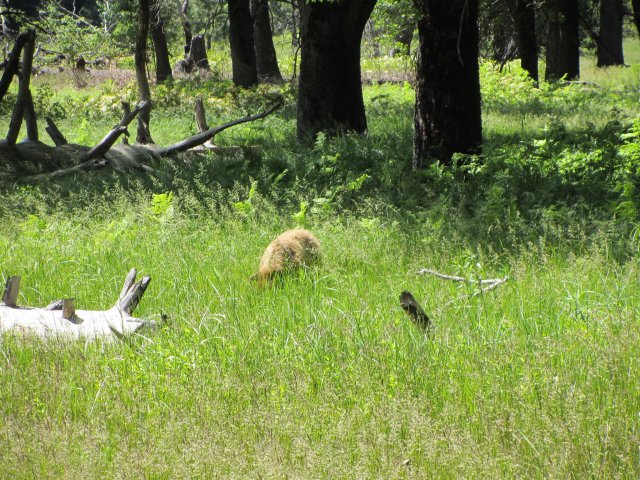 Bear in meadow 