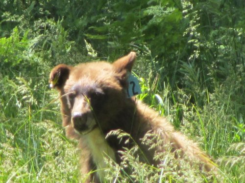 Bear in meadow 