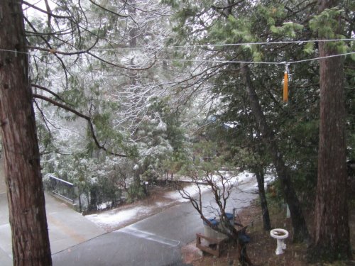 Snow in the trees 