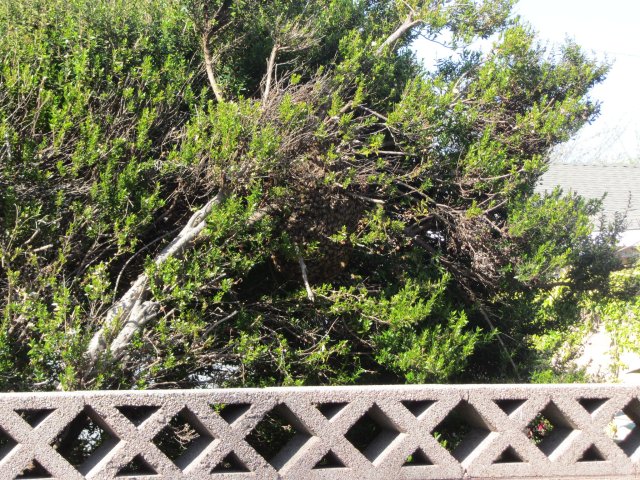 Beehive in our backyard 