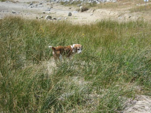 Riley exploring the grass 