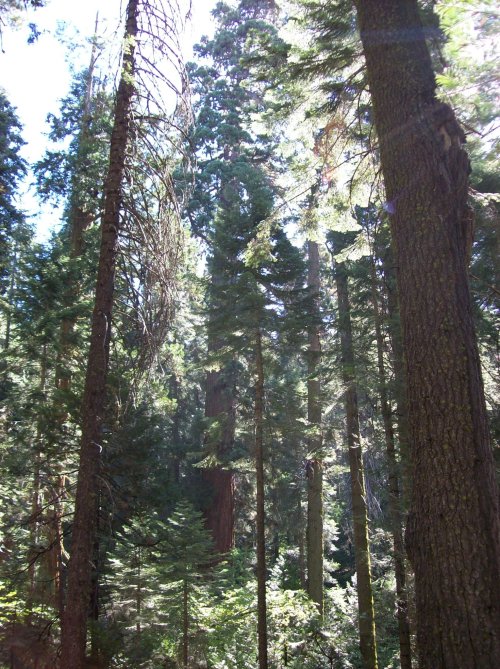 Redwoods in Nelder Grove 